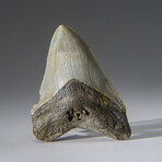 Genuine Megalodon Shark Tooth in Display Box v.19