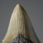 Genuine Megalodon Shark Tooth in Display Box v.17