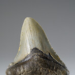Genuine Megalodon Shark Tooth in Display Box v.7