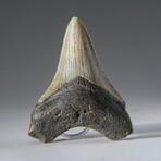 Genuine Megalodon Shark Tooth in Display Box v.23