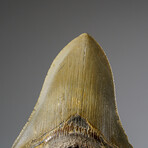 Genuine Megalodon Shark Tooth from Indonesia in Display Box v.4