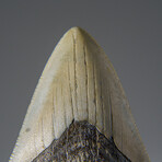 Genuine Megalodon Shark Tooth in Display Box v.20