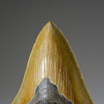 Genuine Megalodon Shark Tooth in Display Box v.3