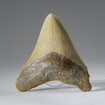 Genuine Megalodon Shark Tooth in Display Box v.26