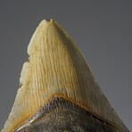 Genuine Megalodon Shark Tooth in Display Box v.22