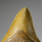 Genuine Megalodon Shark Tooth from Indonesia in Display Box v.2