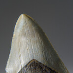 Genuine Megalodon Shark Tooth in Display Box v.19