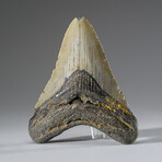 Genuine Megalodon Shark Tooth in Display Box v.5