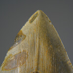 Genuine Megalodon Shark Tooth in Display Box v.15