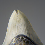 Genuine Megalodon Shark Tooth in Display Box v.24