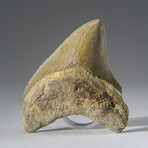 Genuine Megalodon Shark Tooth in Display Box v.25