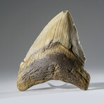 Genuine Megalodon Shark Tooth in Display Box v.14