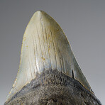 Genuine Megalodon Shark Tooth in Display Box v.9