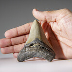 Genuine Megalodon Shark Tooth in Display Box v.17