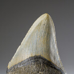 Genuine Megalodon Shark Tooth in Display Box v.6