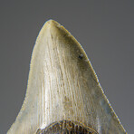 Genuine Megalodon Shark Tooth in Display Box v.13