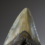 Genuine Megalodon Shark Tooth in Display Box v.8