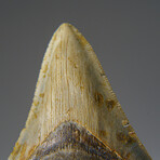 Genuine Megalodon Shark Tooth in Display Box v.18