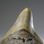 Genuine Megalodon Shark Tooth in Display Box v.4