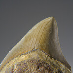 Genuine Megalodon Shark Tooth in Display Box v.25