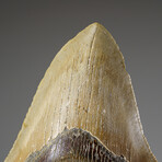 Genuine Megalodon Shark Tooth from Indonesia in Display Box v.1