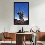 USA, California, White Mountains. Bristlecone pine tree at sunset. by Jaynes Gallery (26"H x 18"W x 1.5"D)