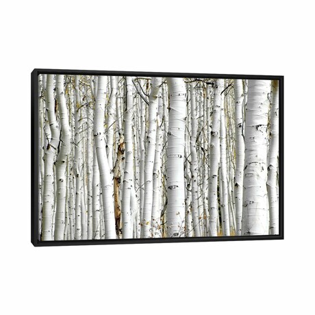 Birch Wood by PhotoINC Studio (18"H x 26"W x 1.5"D)