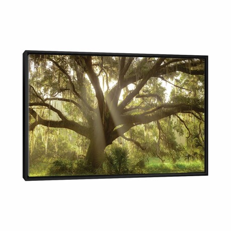 Beautiful Southern Live Oak Tree, Florida by Maresa Pryor (18"H x 26"W x 1.5"D)