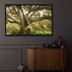 Beautiful Southern Live Oak Tree, Florida by Maresa Pryor (18"H x 26"W x 1.5"D)