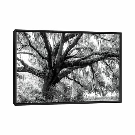 Beautiful Southern Live Oak Tree, Florida  by Maresa Pryor (18"H x 26"W x 1.5"D)