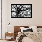 Beautiful Southern Live Oak Tree, Florida  by Maresa Pryor (18"H x 26"W x 1.5"D)