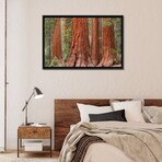 Mariposa Grove by Adam Burton (18"H x 26"W x 1.5"D)