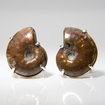 Genuine Opalaized Ammonite Sterling Silver Cufflinks