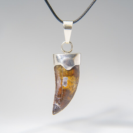 Genuine Carcharodontosaurus Tooth Pendant with 18" Cord Necklace