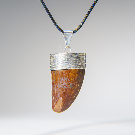 Genuine Africian T-Rex Tooth Pendant on Leather Cord v.1
