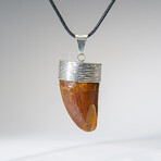 Genuine Africian T-Rex Tooth Pendant on Leather Cord v.1