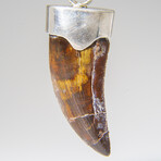 Genuine Carcharodontosaurus Tooth Pendant with 18" Cord Necklace