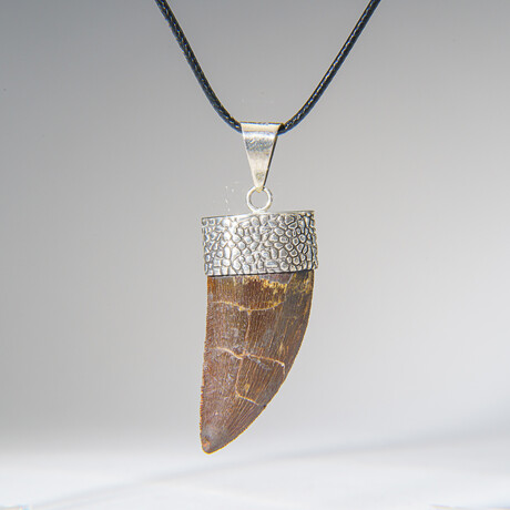 Genuine Africian T-Rex Tooth Pendant on Leather Cord v.2