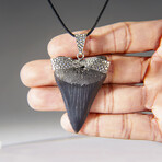 Genuine Megalodon Tooth Pendant with 18" Cord Necklace