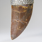 Genuine Africian T-Rex Tooth Pendant on Leather Cord v.2