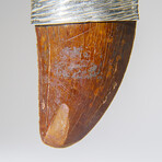 Genuine Africian T-Rex Tooth Pendant on Leather Cord v.1