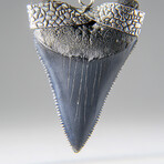 Genuine Megalodon Tooth Pendant with 18" Cord Necklace