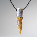 Genuine Spinosaurus Tooth Pendant with 18" Cord Necklace