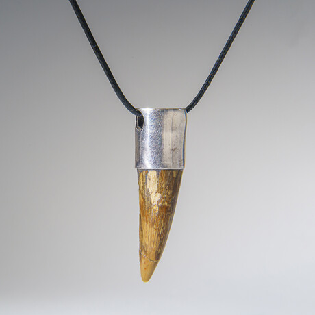 Genuine Spinosaurus Tooth Pendant with 18" Cord Necklace