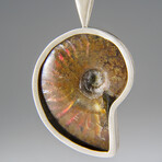 Genuine Opalized Ammonite Fossil Pendant with 18" Cord Necklace