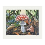 "Amanita Muscaria" Limited of 77 Art Print by Ryan Lewis