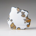 Genuine Natural Seymchan Pallasite Meteorite Slab in Display Box v.2