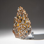 Genuine Natural Seymchan Pallasite Meteorite Slab in Display Box v.5