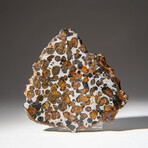 Genuine Natural Seymchan Pallasite Meteorite Slab in Display Box v.5
