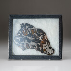 Genuine Natural Seymchan Pallasite Meteorite Slab in Display Box v.3